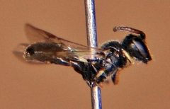 Hylaeus mesillae
