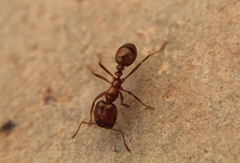 Solenopsis geminata