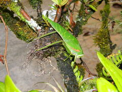 Philophyllia guttulata