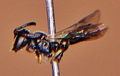 Hylaeus mesillae