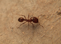 Solenopsis geminata