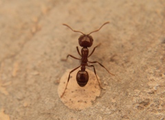 Solenopsis geminata