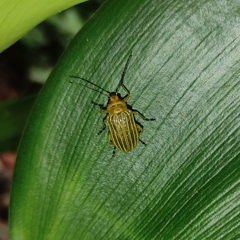 Metaxyonycha granulata