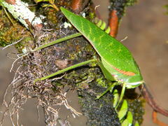 Philophyllia guttulata