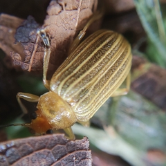 Metaxyonycha granulata