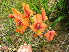 Gladiolus meliusculus
