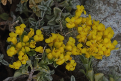 Odontarrhena condensata flexibilis