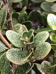 Eurytetranychus buxi