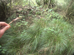 Carex flagellifera