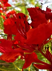 Delonix regia