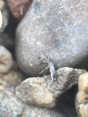 Phyllopalpus pulchellus