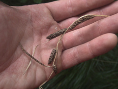 Carex flagellifera
