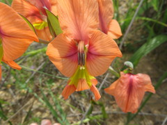 Gladiolus meliusculus