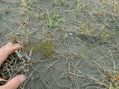 Lobelia anceps