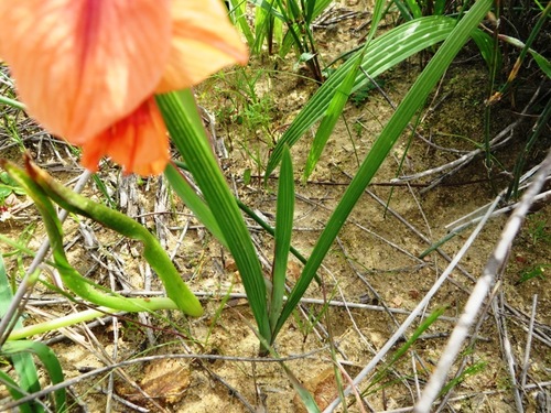Image of Gladiolus meliusculus by (c) linkie, some rights reserved (CC BY)
