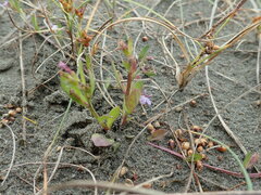 Lobelia anceps