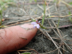 Lobelia anceps