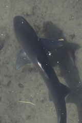 Mustelus californicus
