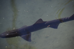Mustelus californicus