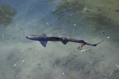 Mustelus californicus