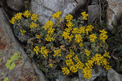 Odontarrhena condensata flexibilis