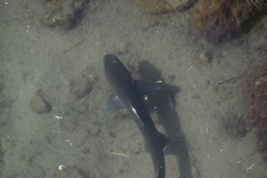 Mustelus californicus