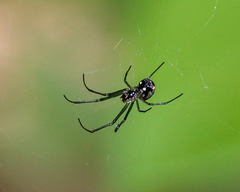 Leucauge argentina