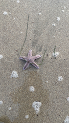 Astropecten