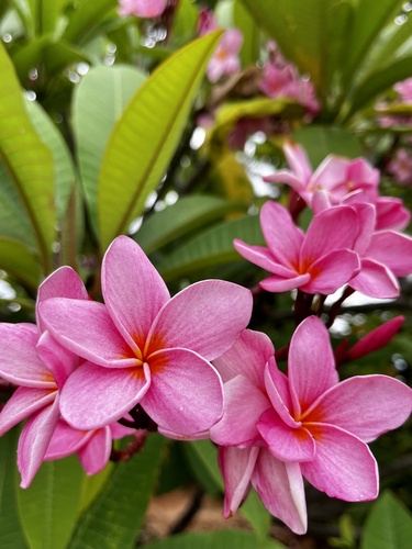 Plumeria rubra image