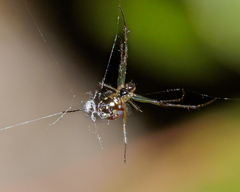 Leucauge argentina