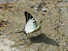Graphium antiphates