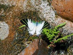 Graphium antiphates