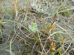 Pimelea villosa