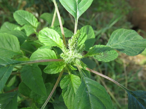 Amaranthus spinosus observed 2023-01-04