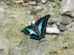 Graphium