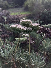Eriogonum arborescens