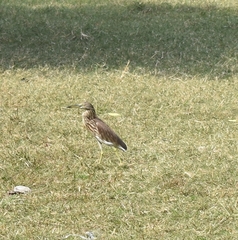 Ardeola grayii
