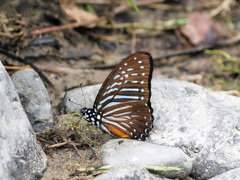 Graphium macareus
