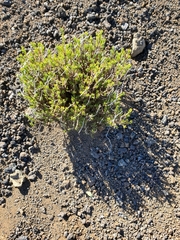 Silene struthioloides