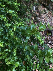 Rhaphithamnus spinosus