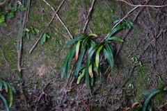 Haplopteris anguste-elongata