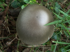 Vaginatae