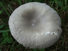 Vaginatae