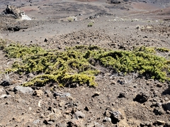 Coprosma ernodeoides