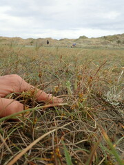 Pimelea villosa
