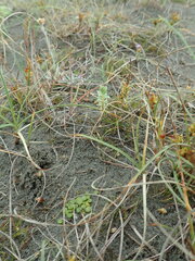 Pimelea villosa