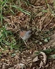 Junco phaeonotus