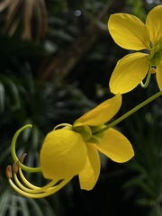 Cassia fistula