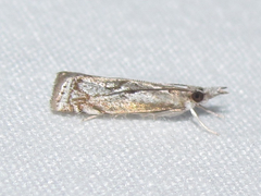 Microcrambus discludellus