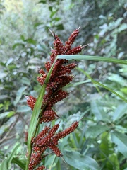 Carex baccans